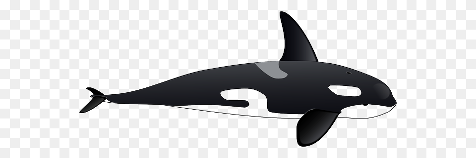 Killer Whale, Animal, Sea Life, Mammal, Orca Free Transparent Png