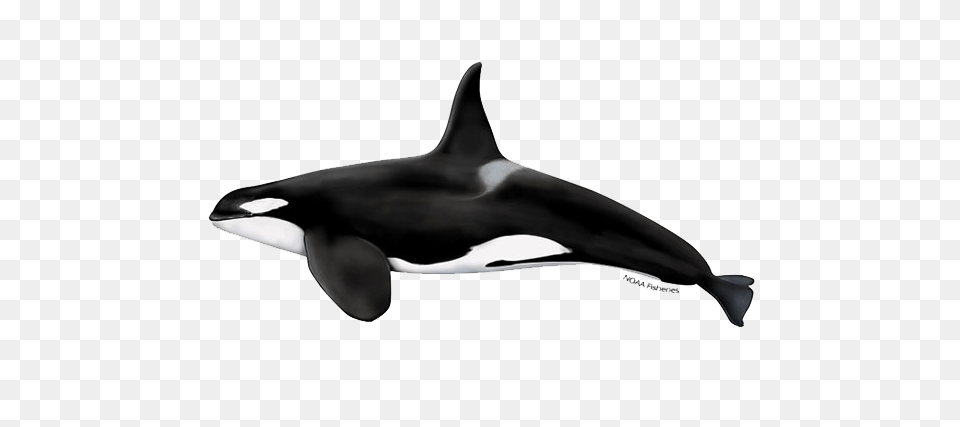 Killer Whale, Animal, Sea Life, Mammal, Orca Free Png Download