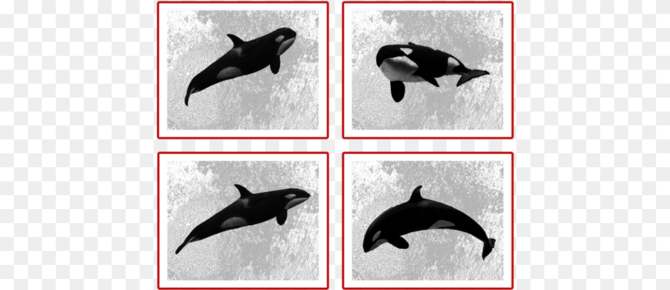 Killer Whale, Animal, Art, Bird, Collage Free Transparent Png