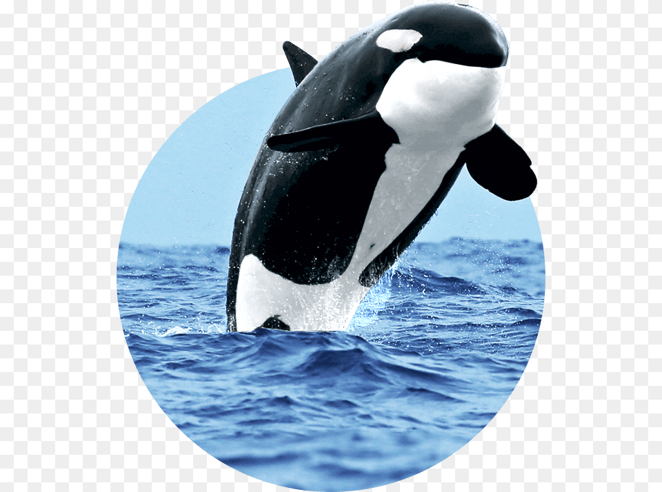 Killer Whale, Animal, Bird, Penguin, Sea Life Png Image