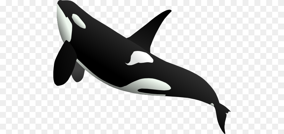 Killer Whale, Animal, Sea Life, Mammal, Orca Free Transparent Png
