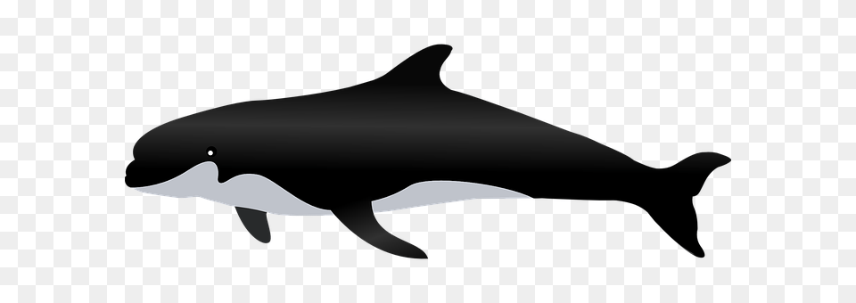 Killer Whale Animal, Sea Life, Mammal, Dolphin Png