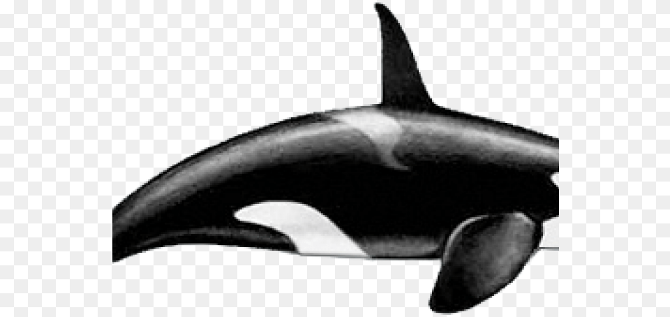 Killer Whale, Animal, Sea Life, Mammal, Orca Png Image