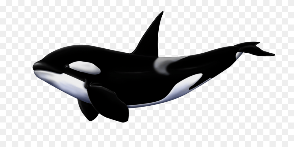 Killer Whale, Animal, Sea Life, Mammal, Orca Png Image