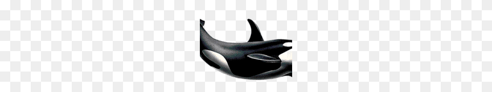 Killer Whale, Animal, Sea Life, Fish, Shark Free Png