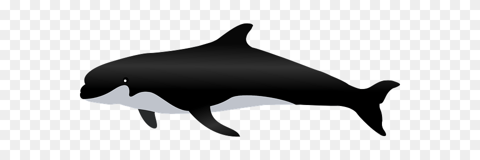 Killer Whale, Animal, Sea Life, Mammal, Fish Free Png