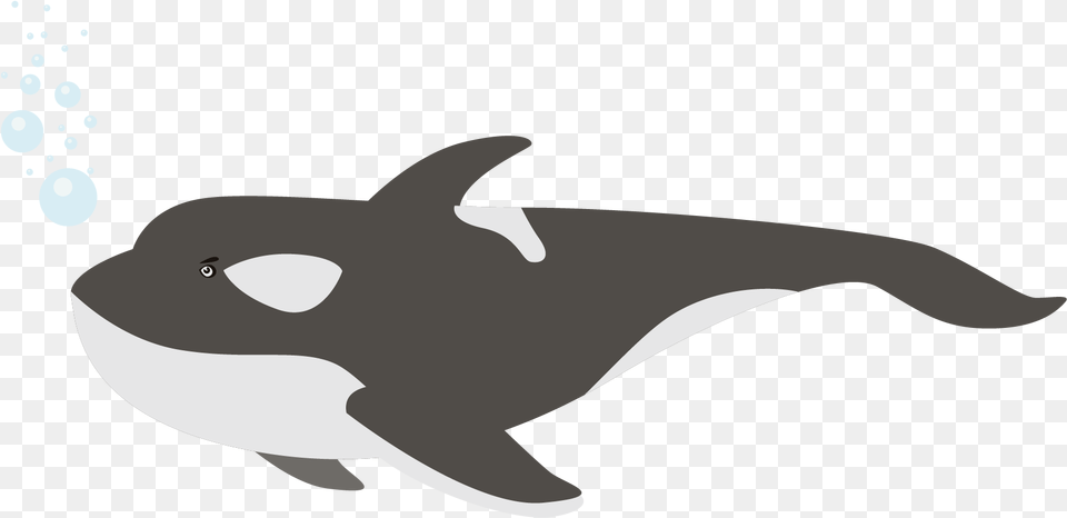Killer Whale, Animal, Mammal, Sea Life, Fish Free Png