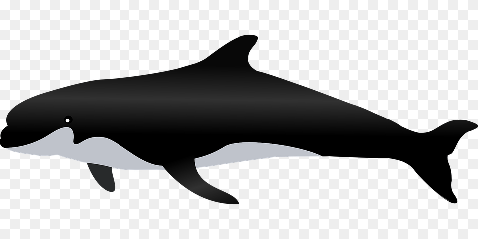 Killer Whale, Animal, Sea Life, Mammal, Dolphin Free Transparent Png