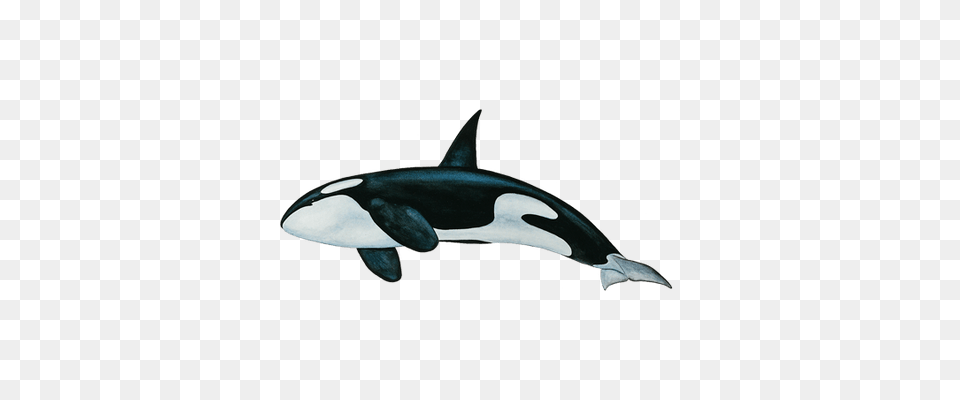 Killer Whale, Animal, Sea Life, Fish, Mammal Png