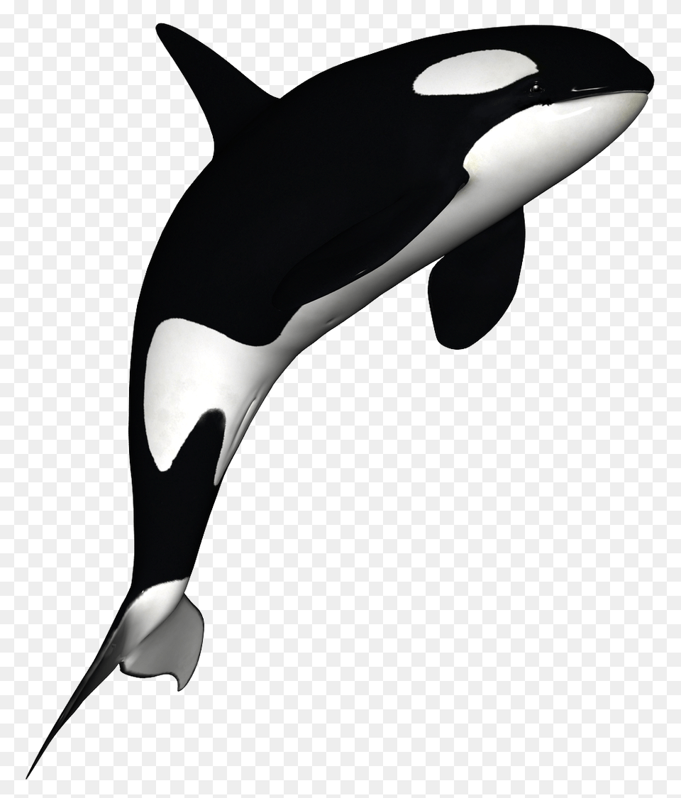 Killer Whale, Animal, Sea Life, Bird, Penguin Free Png