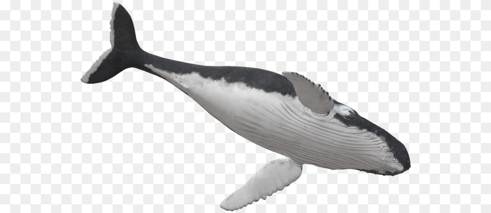 Killer Whale, Animal, Mammal, Sea Life, Fish Png