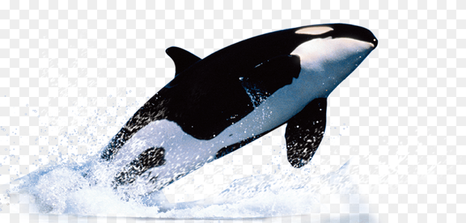 Killer Whale, Animal, Sea Life, Mammal, Orca Free Png