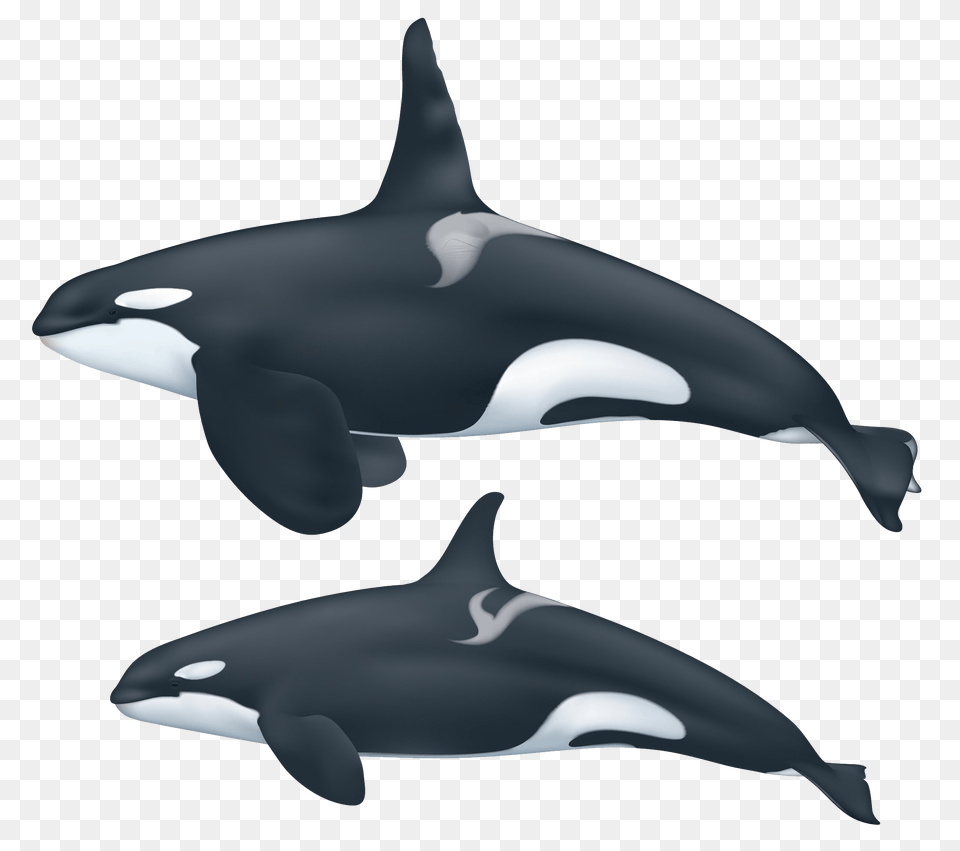 Killer Whale, Animal, Sea Life, Mammal, Fish Png