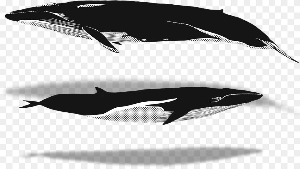 Killer Whale, Sea Life, Mammal, Animal, Fish Free Transparent Png
