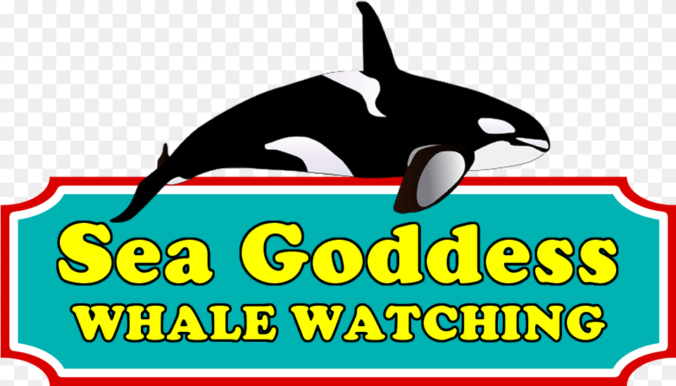 Killer Whale, Animal, Sea Life, Mammal, Fish Png