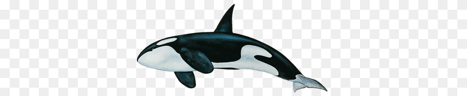 Killer Whale, Animal, Sea Life, Mammal, Orca Free Png