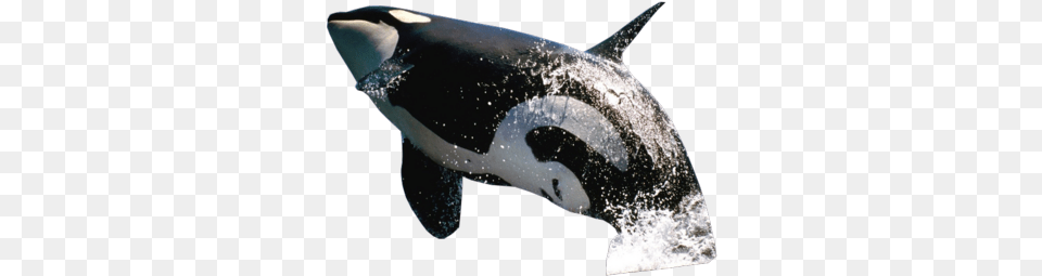 Killer Whale Background Jumping Whale, Animal, Sea Life, Fish, Shark Png