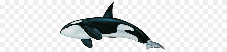Killer Whale Bottom Transparent, Animal, Sea Life, Mammal, Fish Png