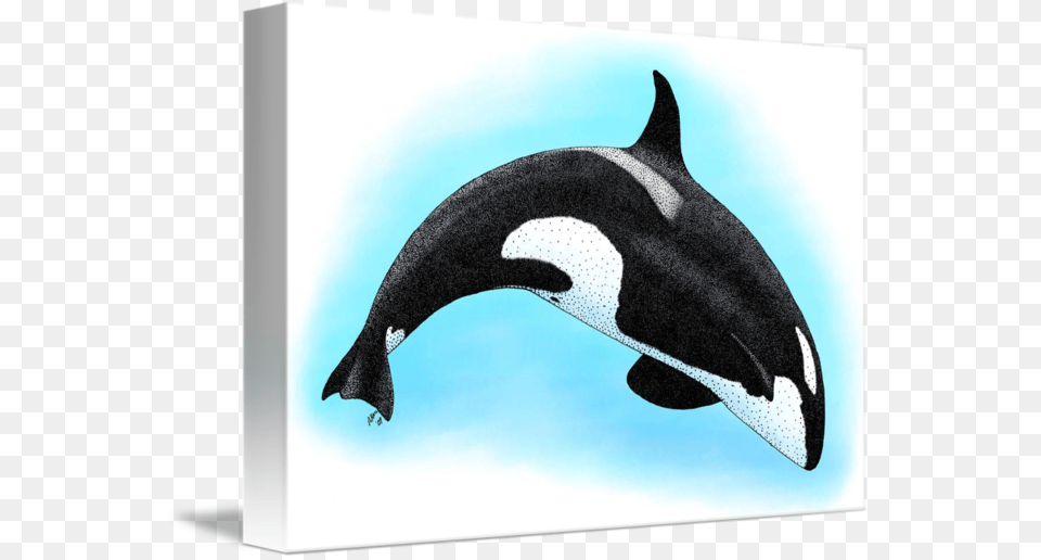 Killer Whale By Roger Hall Graphic Black And White, Animal, Sea Life, Mammal, Fish Free Png