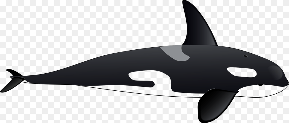 Killer Whale Cetacea Tucuxi Dolphin Iceberg, Animal, Sea Life, Mammal, Orca Png Image