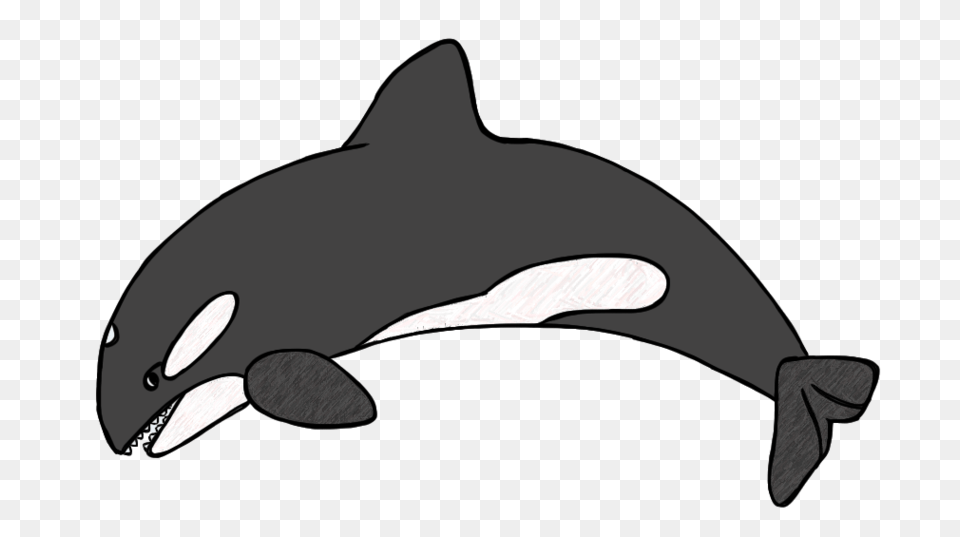 Killer Whale Clip Art Clipart To Use Resource, Animal, Sea Life, Mammal Free Png Download