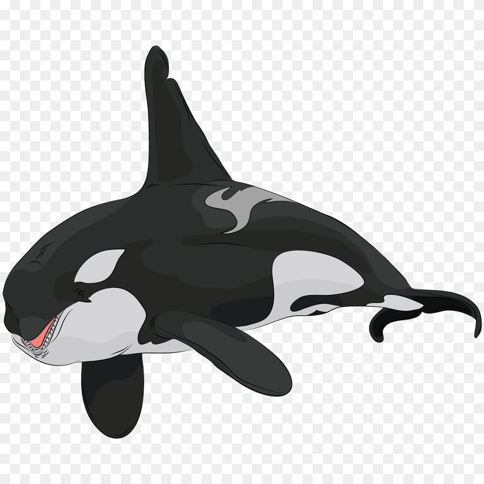 Killer Whale Clipart, Animal, Mammal, Orca, Sea Life Free Transparent Png