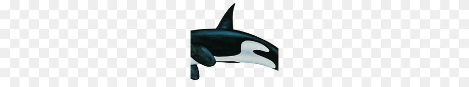 Killer Whale Clipart, Animal, Sea Life, Mammal, Fish Png Image