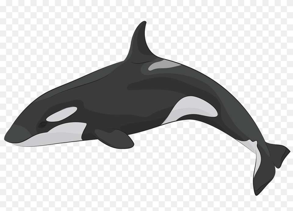 Killer Whale Clipart, Animal, Sea Life, Fish, Shark Free Png Download