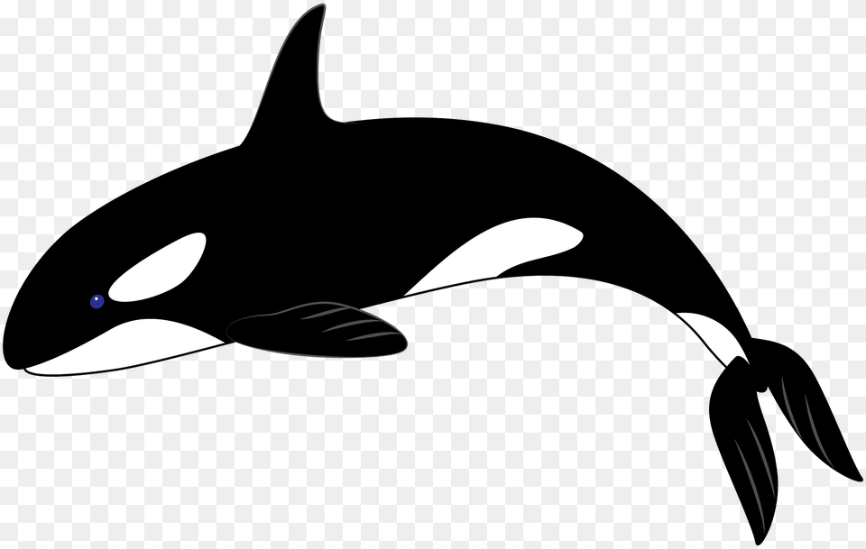 Killer Whale Clipart, Animal, Sea Life, Fish, Mammal Png Image