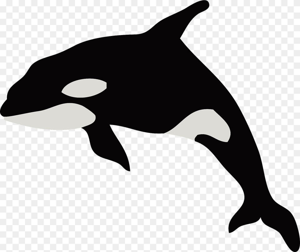 Killer Whale Clipart, Animal, Sea Life, Mammal, Bear Png