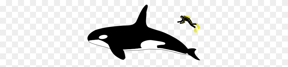 Killer Whale Clipart Great White Shark Free Png Download