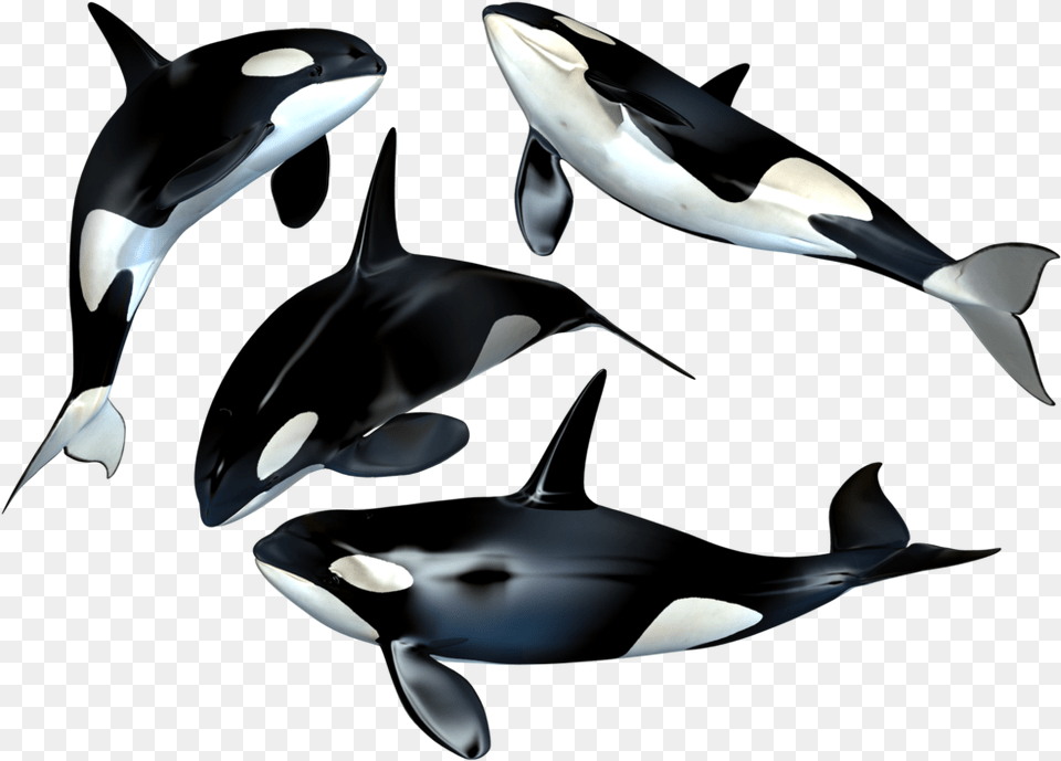 Killer Whale Clipart Whales, Animal, Sea Life, Mammal, Orca Free Png Download