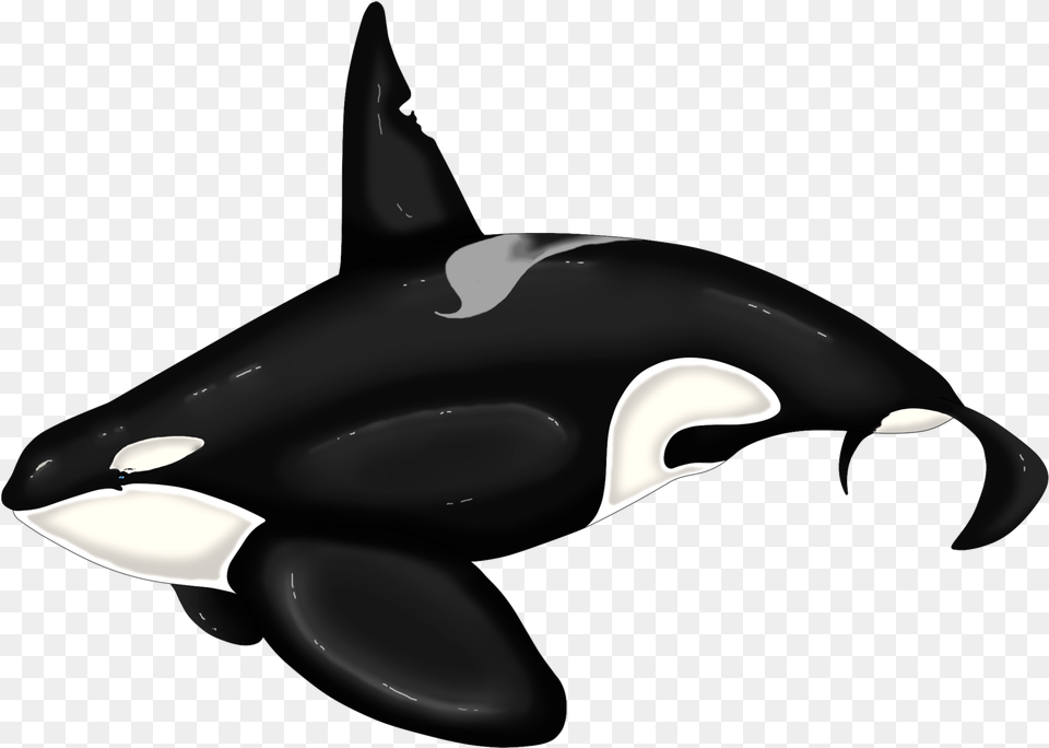 Killer Whale Dolphin Beluga Keiko Orca Ilistration, Animal, Sea Life, Mammal Free Png Download