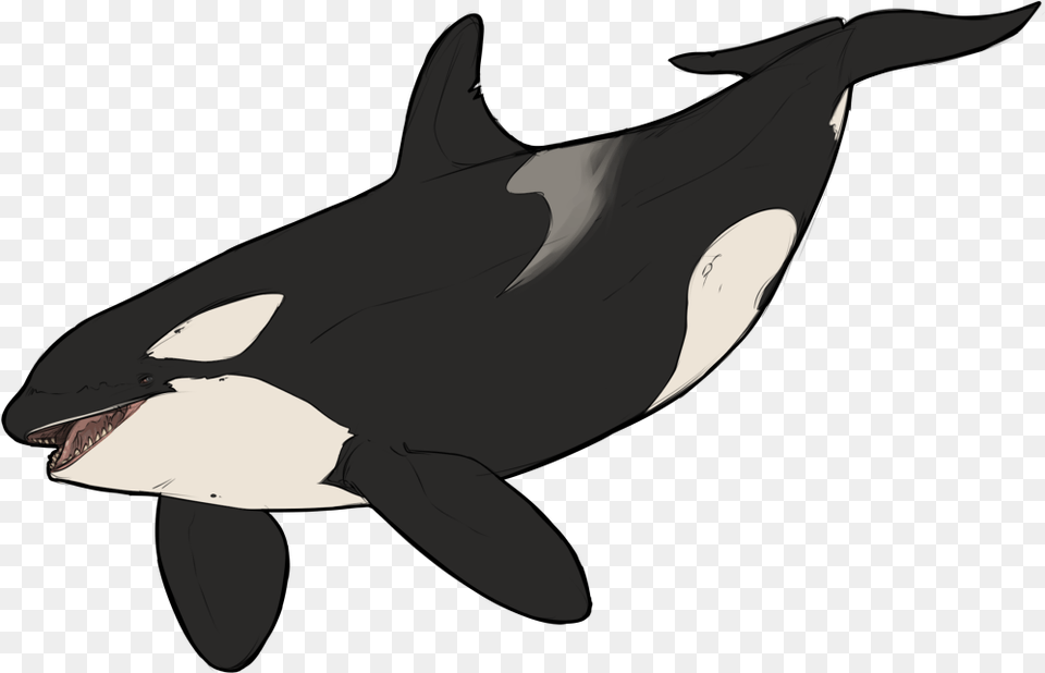 Killer Whale Dolphin Wildlife Animal Whale Animated, Fish, Sea Life, Shark, Mammal Png Image