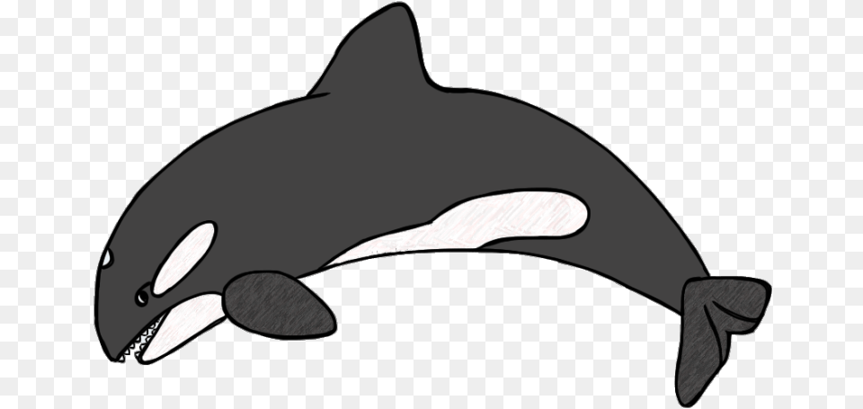 Killer Whale Drawing For Kids Orca Clipart, Animal, Sea Life, Mammal Png Image