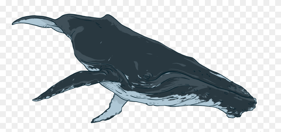 Killer Whale Humpback Printmaking Baleen Whale Watercolor Humpback Whale Drawing, Animal, Mammal, Sea Life, Fish Free Png Download