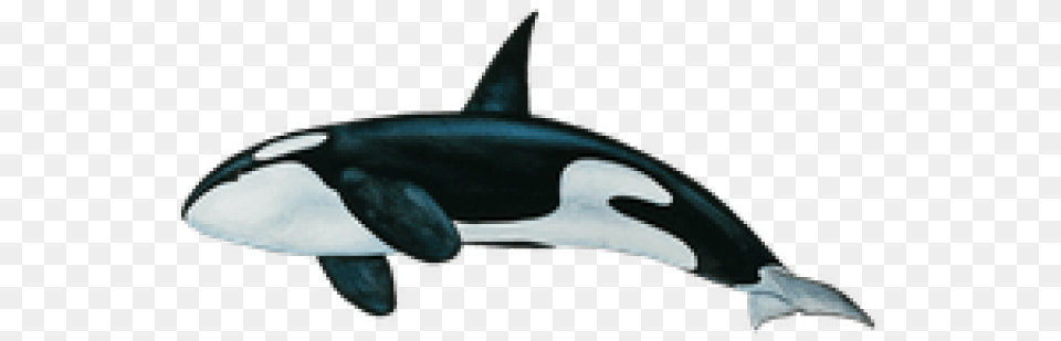 Killer Whale Images Whale, Animal, Sea Life, Mammal, Orca Free Transparent Png