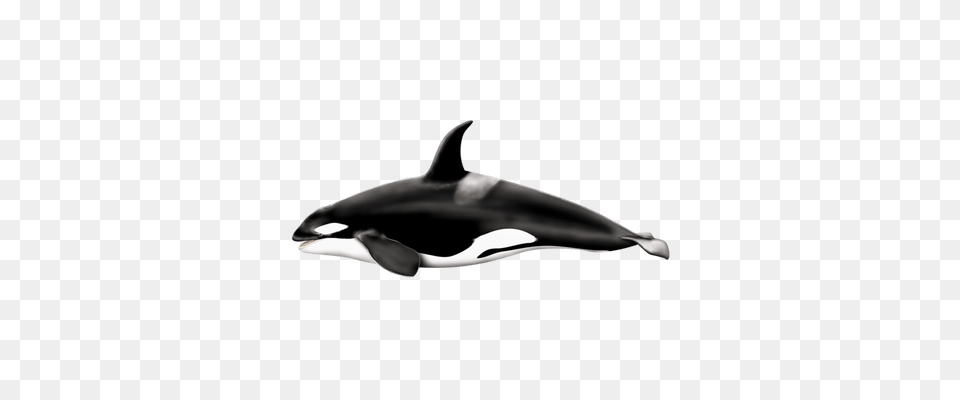 Killer Whale Jump, Animal, Sea Life, Mammal Png