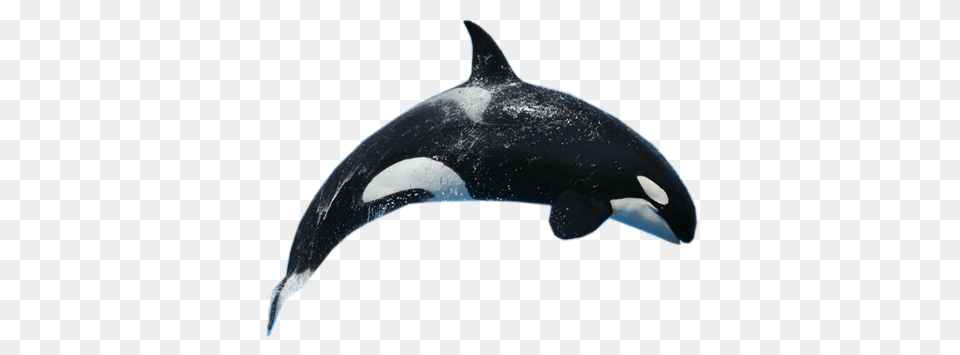 Killer Whale Jump, Animal, Sea Life, Mammal, Fish Free Png