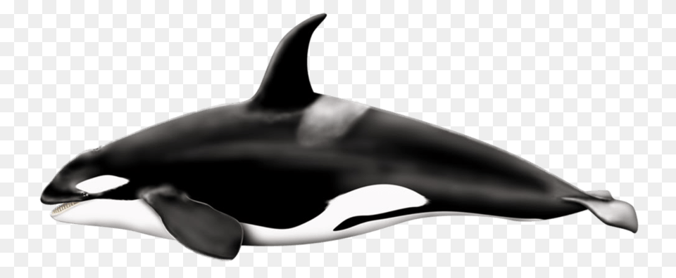 Killer Whale Left, Animal, Sea Life, Mammal, Orca Free Png