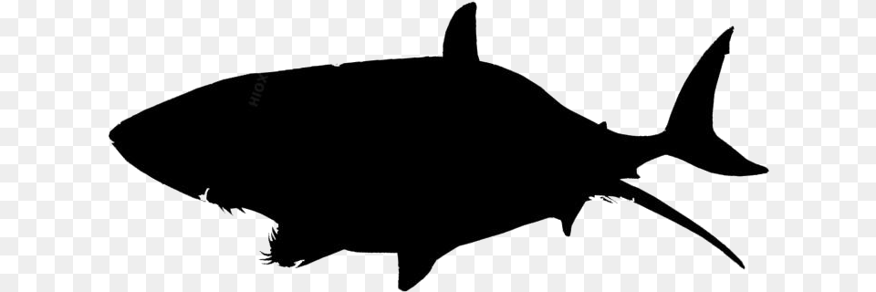 Killer Whale Logo Tuna Icon, Animal, Fish, Sea Life, Bow Free Png