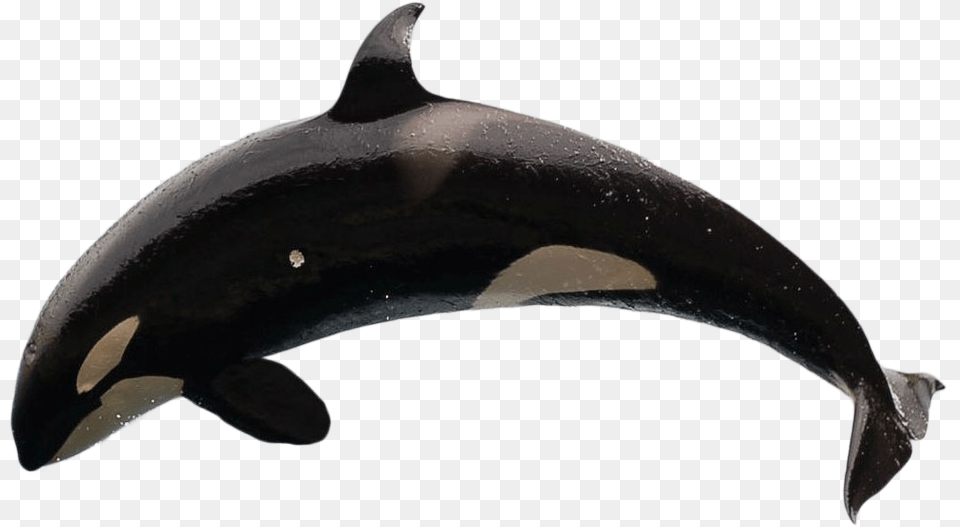 Killer Whale No Background, Animal, Sea Life, Fish, Shark Free Png