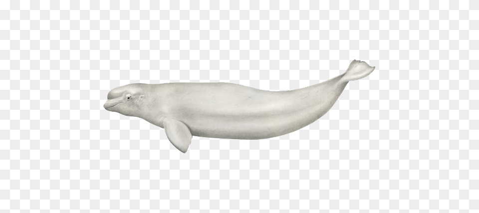 Killer Whale Noaa Fisheries, Animal, Sea Life, Beluga Whale, Mammal Png