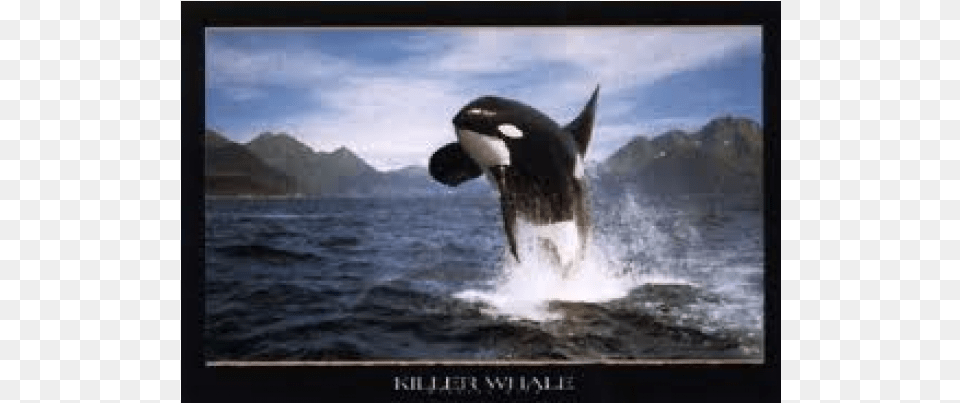 Killer Whale Orca, Animal, Mammal, Sea Life, Canine Free Png Download