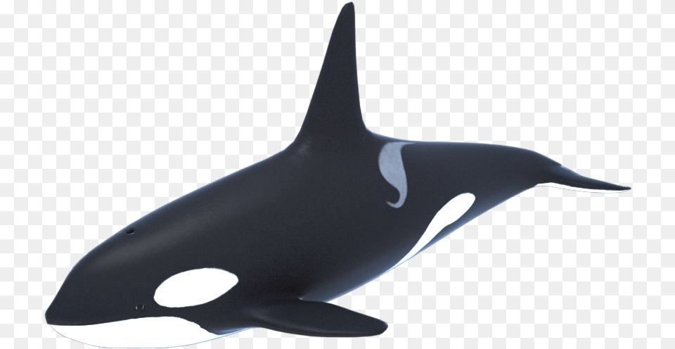 Killer Whale Orca 3d Model 1a Whale 3d, Animal, Sea Life, Mammal, Fish Free Png Download