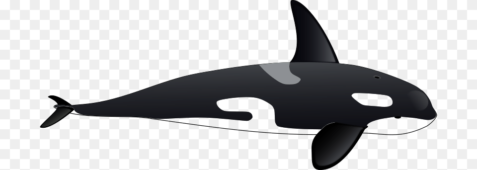 Killer Whale Orca Clipart, Animal, Sea Life, Mammal Free Png Download