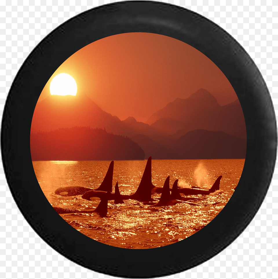 Killer Whale Orca Family Swimming Ocean Sunset Jeep Tirecoverpro Full Color Killer Whale Orca Family Swimming, Photography, Boat, Sailboat, Transportation Png