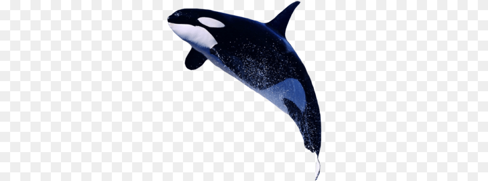 Killer Whale Transparent Images Killer Whale Transparent, Animal, Sea Life, Mammal, Fish Png Image