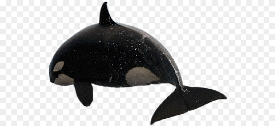 Killer Whale Transparent Images Orca Gif Transparent Background, Animal, Sea Life, Fish, Mammal Png Image