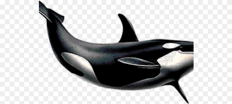 Killer Whale Background Killer Whale, Animal, Sea Life, Mammal, Fish Free Transparent Png